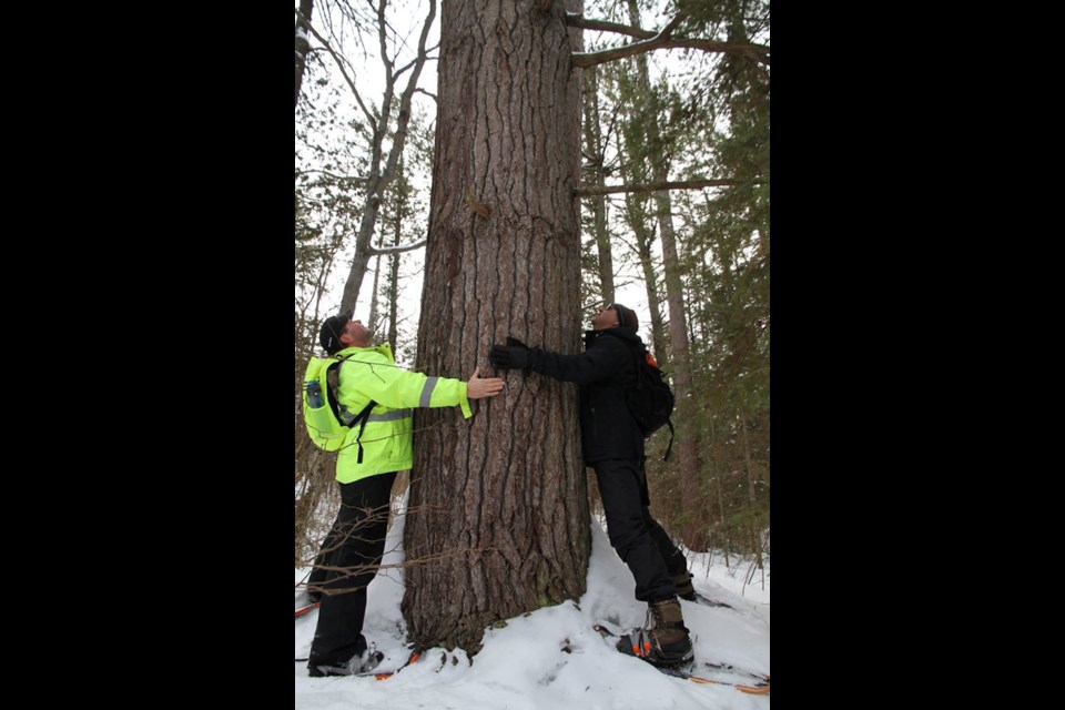 Tall trees make us look up and provide for the 