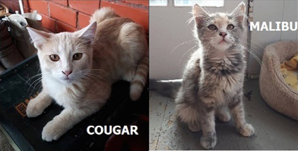 2017-09-26 Adopt Me Cougar Malibou