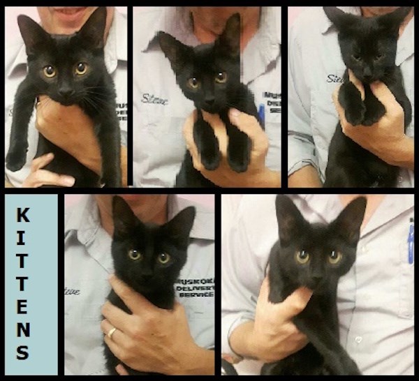 AdoptMe2017-08-29BlackKittens