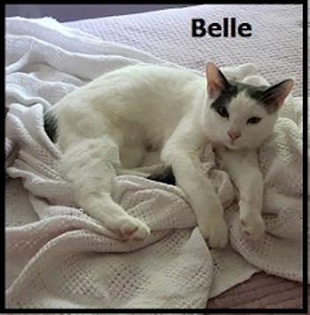 AdoptMe2017-09-12Belle