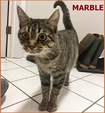 AdoptMe2017-11-21MarbleMomCat