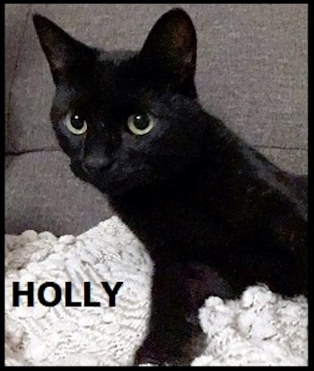 AdoptMe2017-12-05Holly