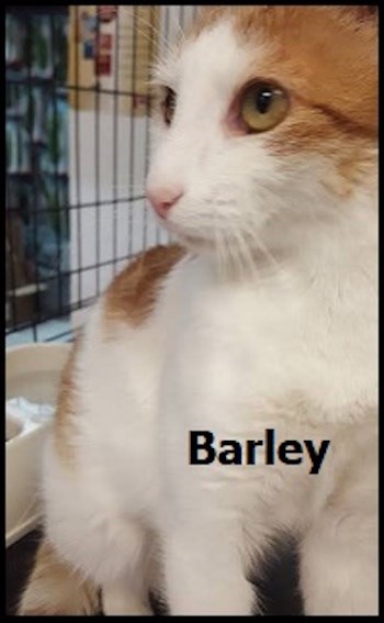 AdoptMe2018-02-13Barley