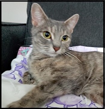 AdoptMe2018-07-31Mystique