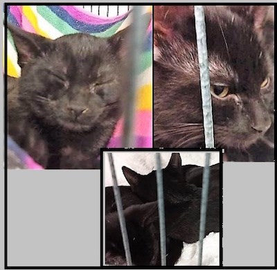 AdoptMe2018-09-11JCandWashandMal