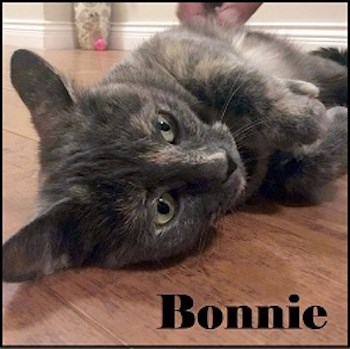 AdoptMe2018-10-09Bonnie