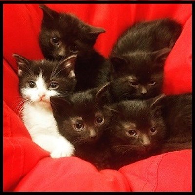 AdoptMe2019-01-01BlackKittens