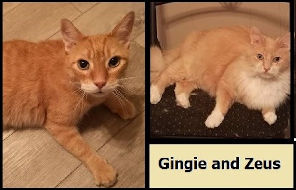 AdoptMe2019-04-23GingieAndZeus