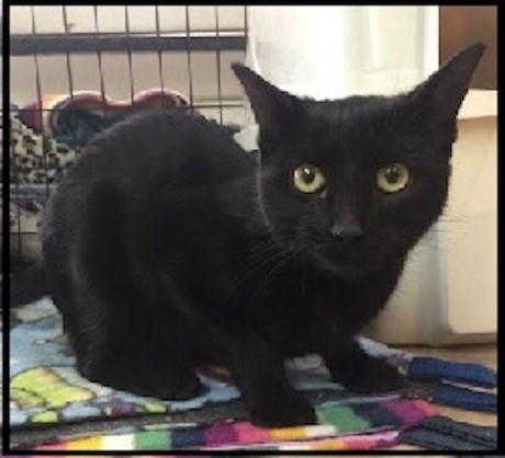 AdoptMe2019-06-04Emerald