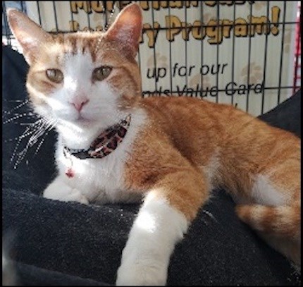 AdoptMe2019-06-18Cali