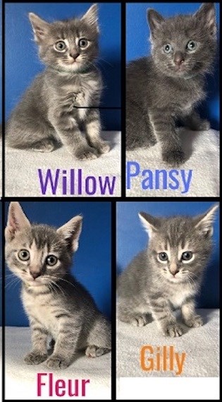 AdoptMe2019-08-13WillowPansyFleurGilly