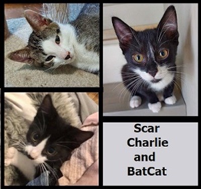 AdoptMe2021-06-22ScarBatCatAndCharlie