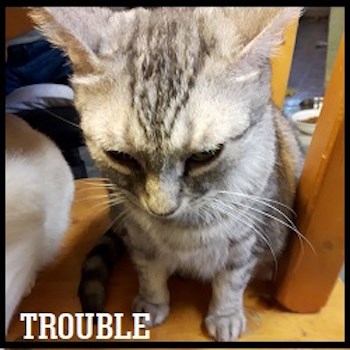 AdoptMe_Trouble9yrs