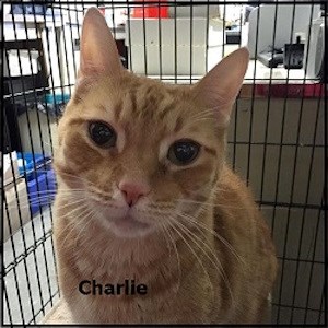 CreatureFeature2016-03-10CharlieOrange