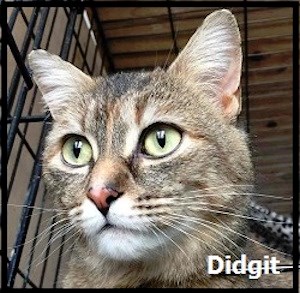 CreatureFeature2016-05-19Didgit