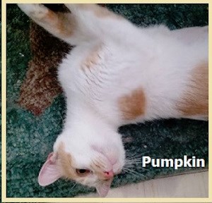 CreatureFeature2016-06-02Pumpkin