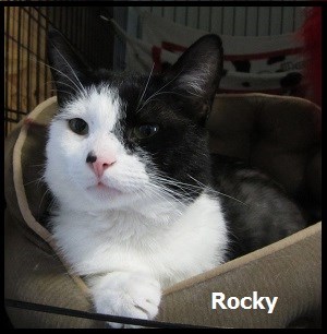 CreatureFeature2016-07-14Rocky