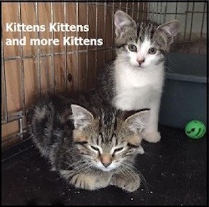 CreatureFeature2016-08-11Kittens