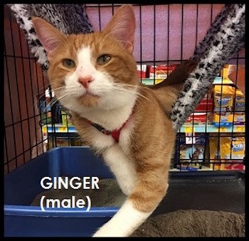 CreatureFeature2016-11-17Ginger