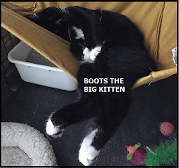 CreatureFeature2016-12-01BootsBigKitten