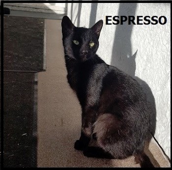 CreatureFeature2017-01-05Espresso