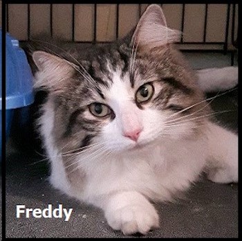 FreddySept16