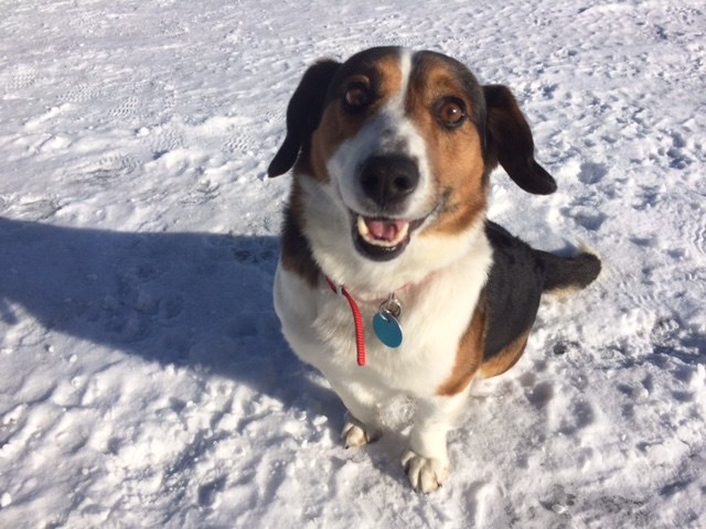 Corgi beagle mix for sales adoption