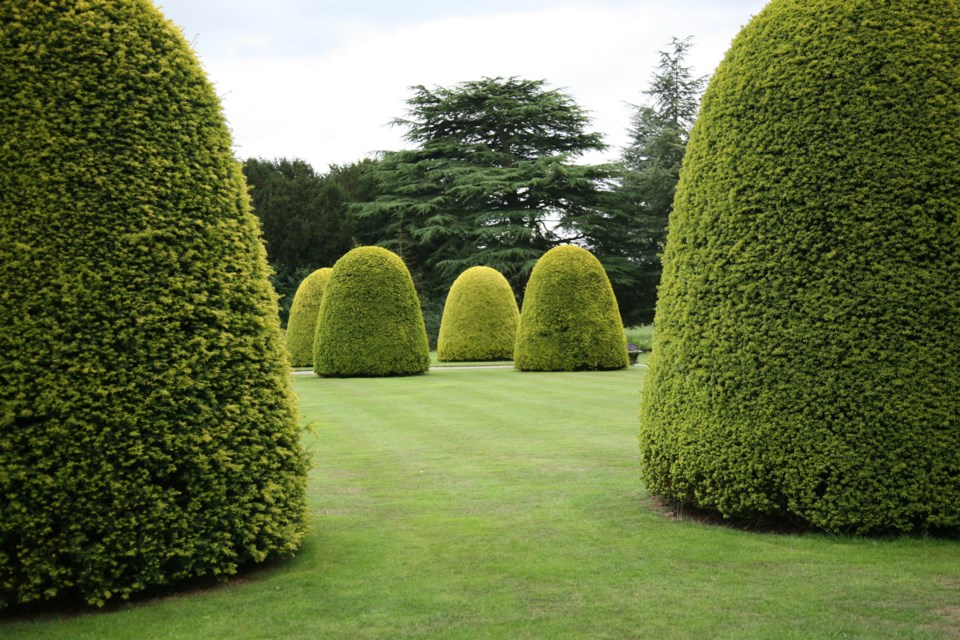 hedge cedar stock