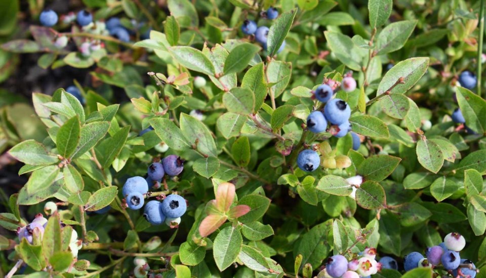 algomahighlands_blueberrybushes