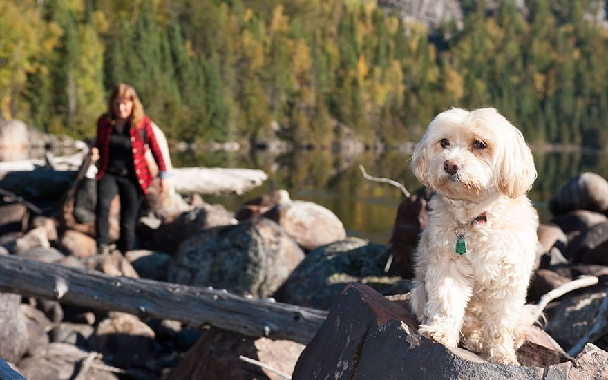 dog-photography-in-algoma