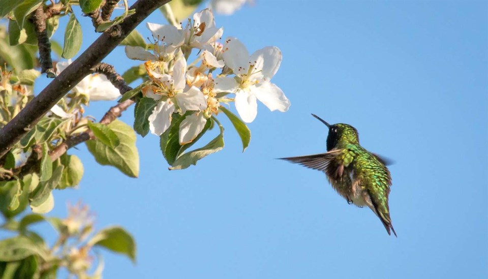 hummingbird_sminardi