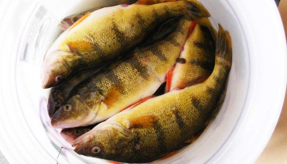 kking_perch_pail