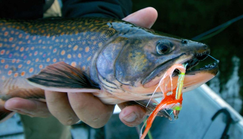 tnff_whiteriverair_brooktrout