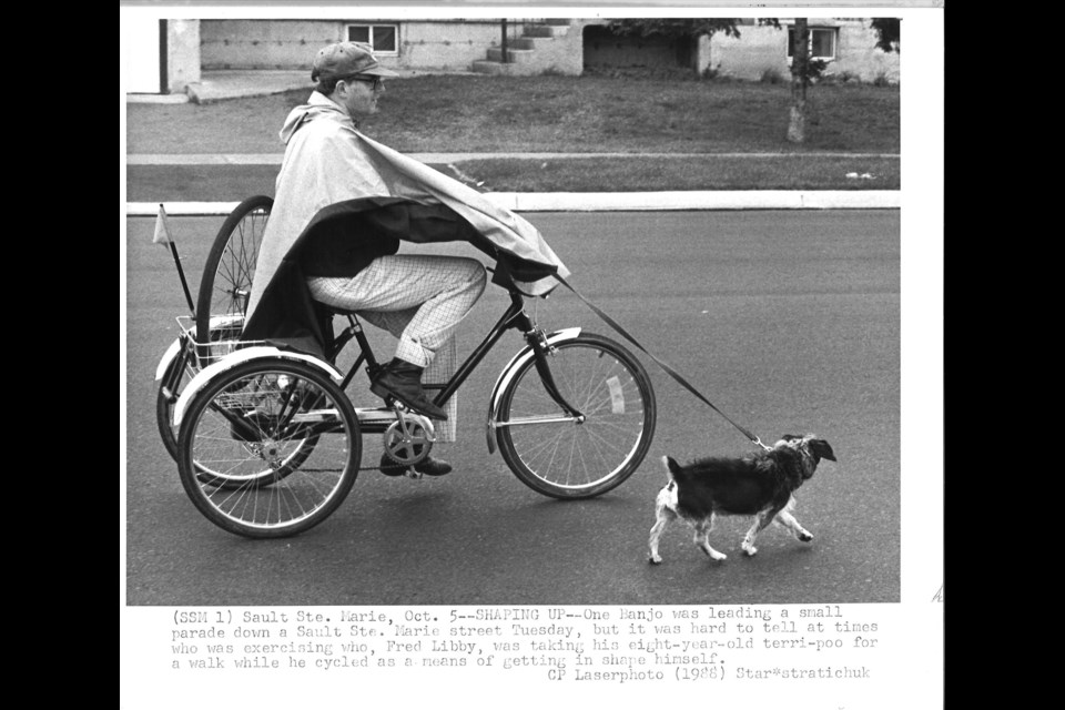Banjo the 8-year-old Terri-poo walking along with his owner who is on a three wheeled bicycle - October 5, 1988.