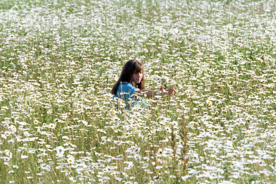 July 8, 1996: Surrounded by a sea of daisies, Ali Rainone, 12 picks a bouquet of the wildflowers from a farmer’s field on Base Line, Sault Ste. Marie.