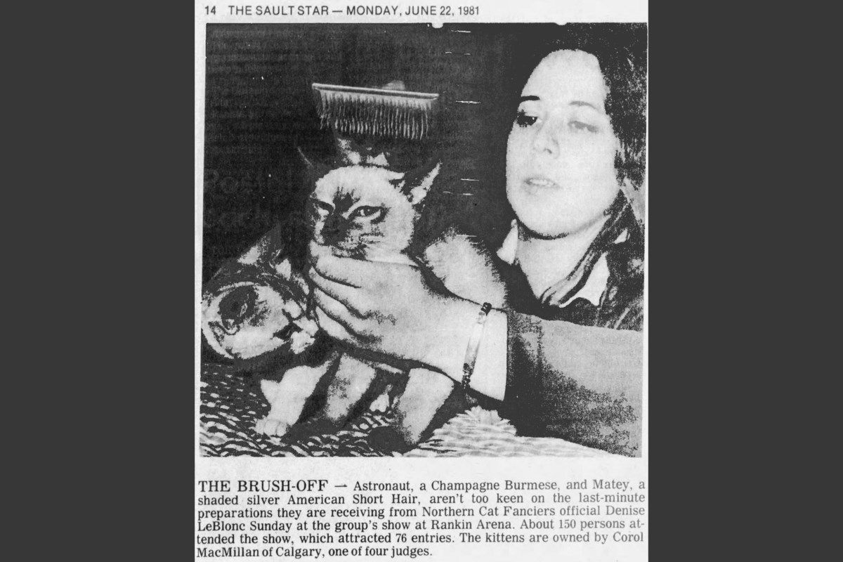 From capes to crowns: The golden age of cat shows in Sault Ste. Marie