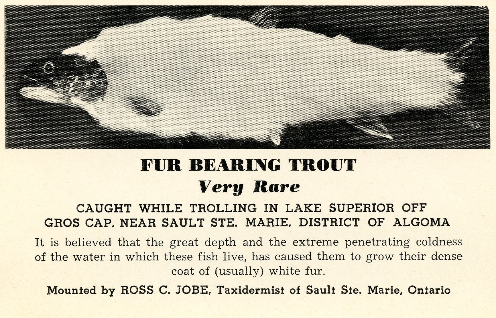 https://www.vmcdn.ca/f/files/sootoday/images/editorials/remember-this/fur-bearing-trout.jpg
