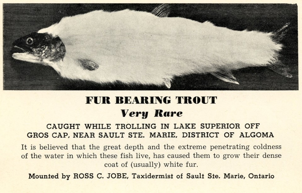 Fur Bearing Trout