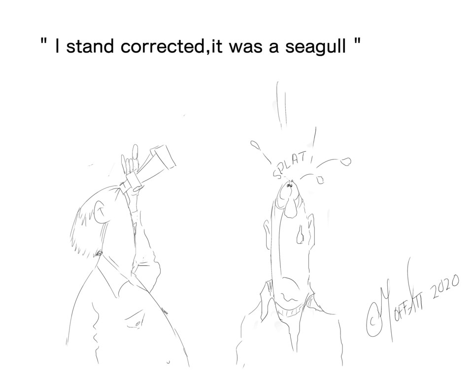 it was a seagull