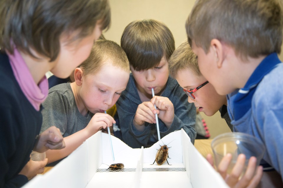 Grade 1 student Evan Bates (with straw, left) of Queen Elizabeth Public School competes with Grade 2 classmate Logan Vert by blowing on giant cockroaches in a race as part of the Advanced Research Technology & Innovation Expo (ARTIE) today at Algoma University. ARTIE is a key event during the Sault Ste. Marie Science Festival. Kenneth Armstrong/SooToday