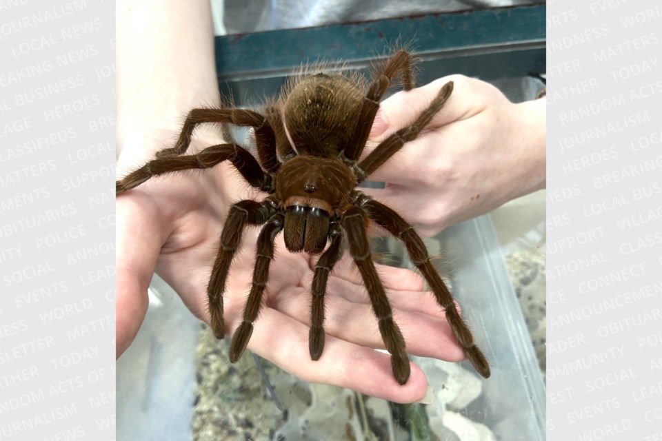 A special Easter celebration at Entomica Insectarium.