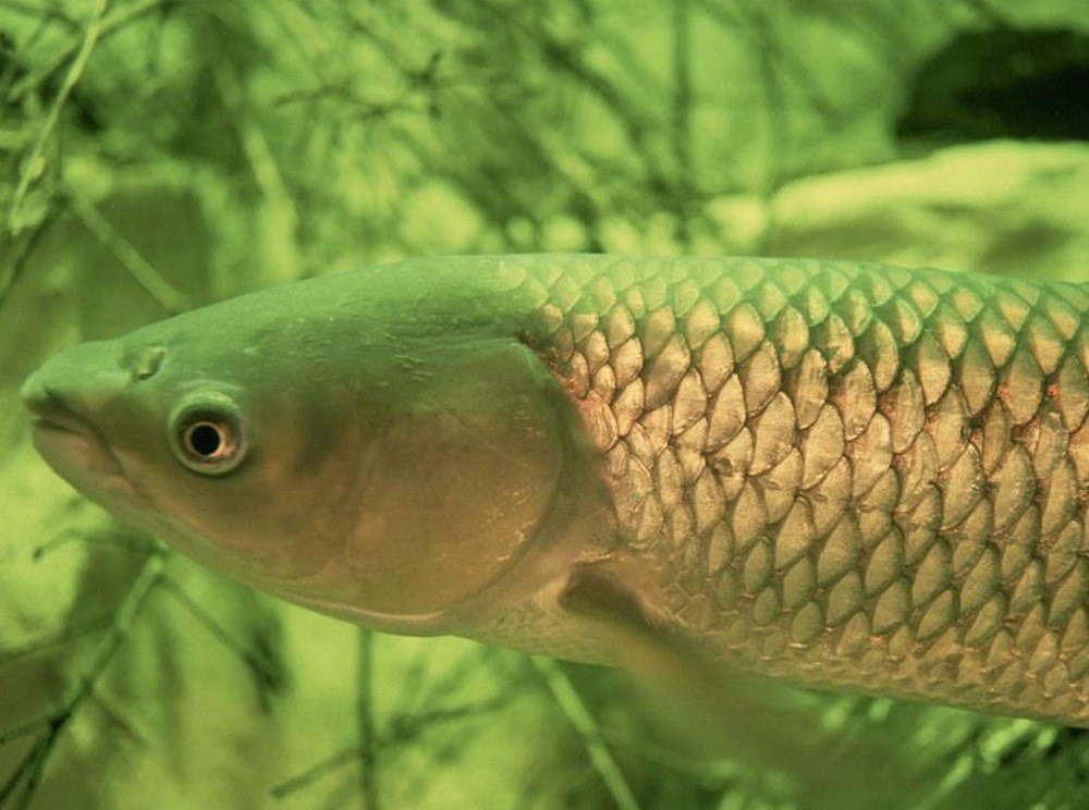 Asian Carp Canada on X: Can you distinguish between Grass Carp and Common  Carp? Learn to tell the difference between invasive Asian carps and species  they are commonly confused with by visiting
