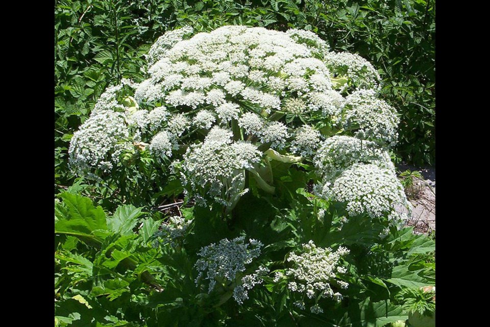 Giant hogweed (Wikipedia)