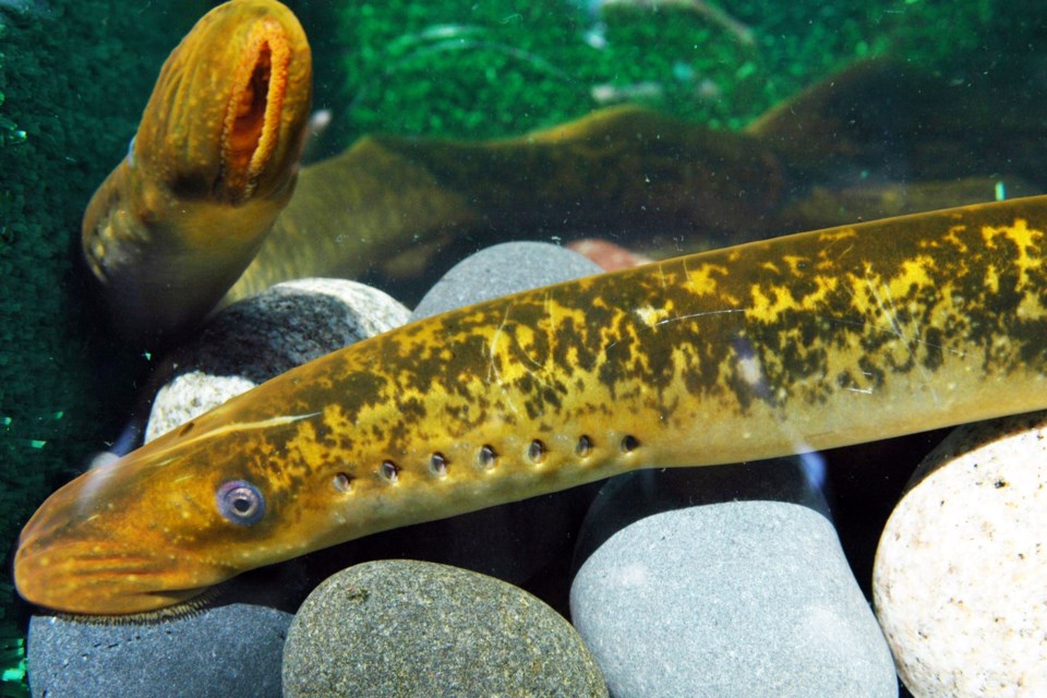 Sea Lamprey is one of many invasive species that can have an effect on Canada's fresh water.