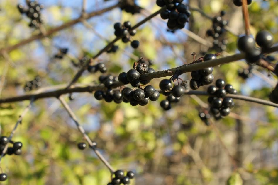 Common Buckthorn berries.  Photo supplied by Invasive Species Centre.
