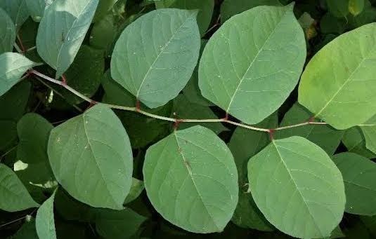 Close up of Japanese Knotweed. Photo supplied by Invasive Species Centre.