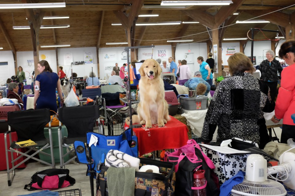 Organizers said about 200 dogs attended the Sault Kennel Club’s 2016 Dog Show over the weekend. Photo by Jeff Klassen for SooToday