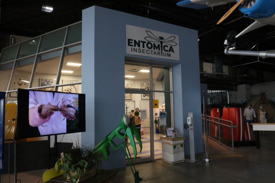 Entomica Insectarium was open to the public during its bee-themed, summer social fundraiser at the Canadian Bushplane Heritage Centre Saturday night. 