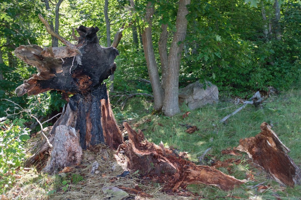 Lightning hit and exploded the base of a tree, before streaking through the ground and damaging a sprinkler system at the Sault Ste. Marie Golf Club Sunday morning. Jeff Klassen/SooToday
