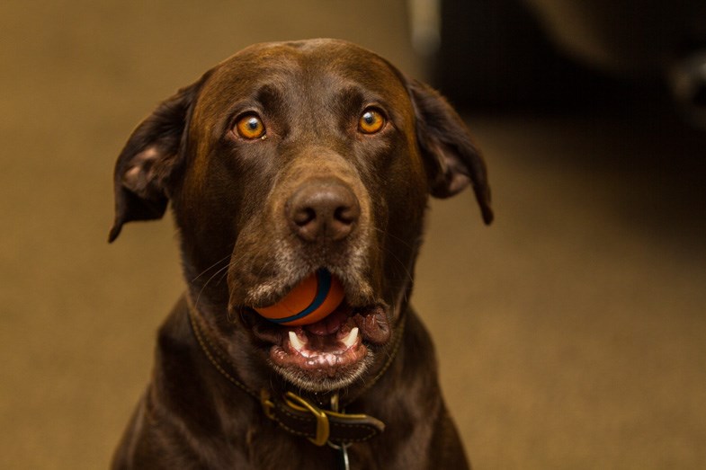 Sako is Maple Leaf Motors' office canine. Donna Hopper/SooToday